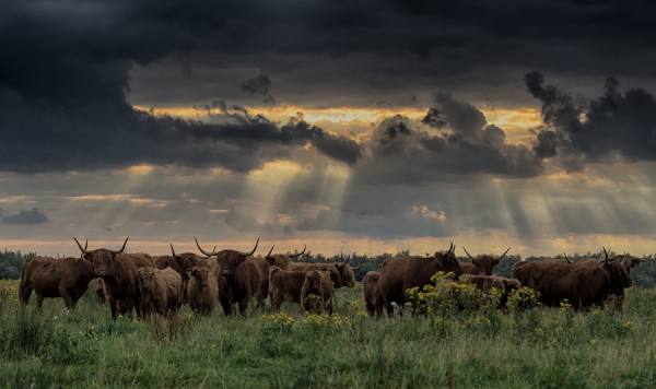Photograph Gert Van Den Bosch Doom Is Coming on One Eyeland